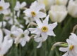 Narcissus poeticus (dichtersnarcis)