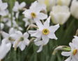 Narcissus poeticus (dichtersnarcis)