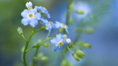 Moerasvergeet-mij-nietje (Myosotis scorpiodes)