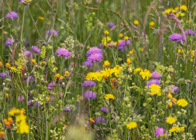 Paardenbloemen