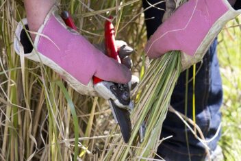 Siergrassen snoeien