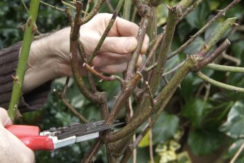 Snoei kruisende takken weg