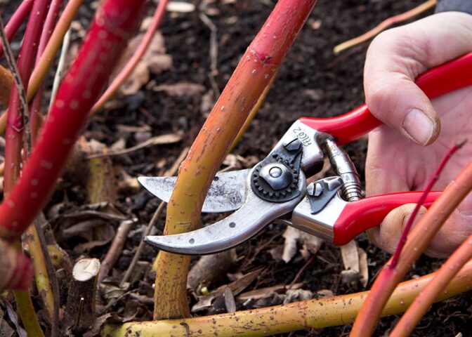 Snoeien in maart: Cornus sibirica
