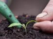 Duw de zaailing in het plantgat