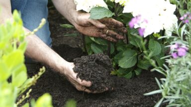Wat is mulchen en waarom is het belangrijk