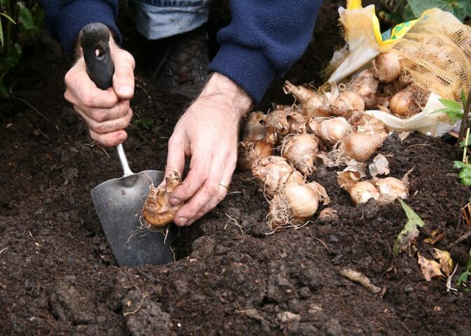 Zomerbloeiende bloembollen planten op de juiste diepte