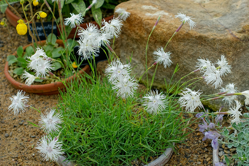 Moderne rotstuin: Dianthus squarrosus