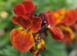 Erysimum cheiri 'Orange Bedder'