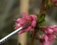 Hanmatig fruitboom bestuiven