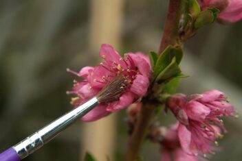 Hanmatig fruitboom bestuiven