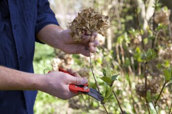 Hortensie snoeien in het voorjaar
