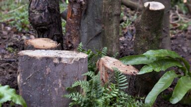 Stronkentuin als insectenhotel