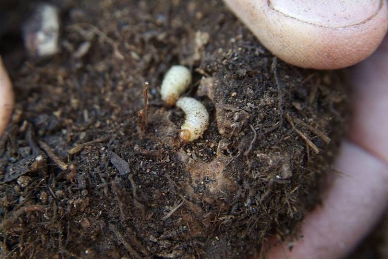 Eten beestjes zoals bladluis je planten op? Dit kun ertegen doen