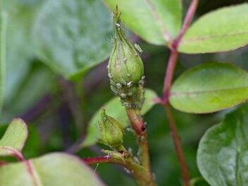 Luizen op ramblerroos