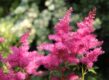 Astilbe is een goede moerasplant