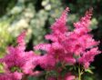 Astilbe is een goede moerasplant