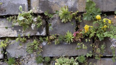 Rotsplanten voor in kieren en scheuren