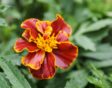Tagetes patula 'Bonita Mixed'