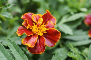 Tagetes patula 'Bonita Mixed'
