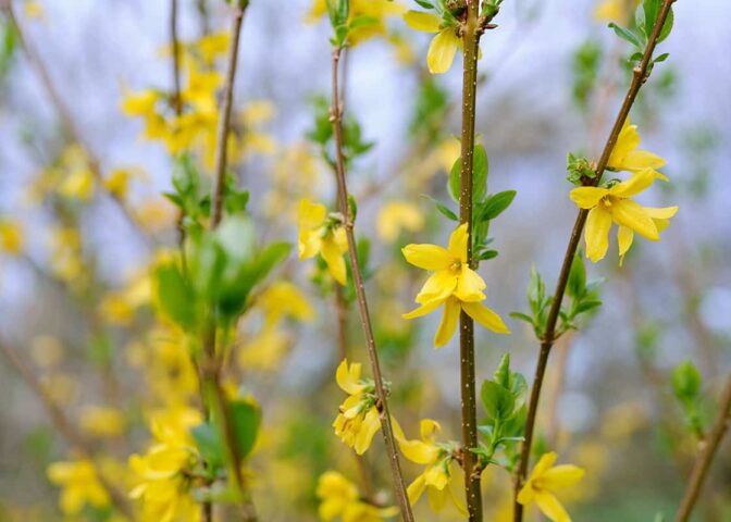 Forsythia snoeien na de bloei