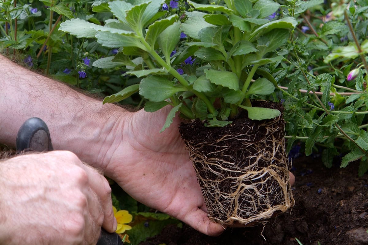 Plant met wortels wordt in plantgat gezet