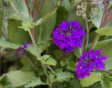 Je kunt Verbena, zoals deze Verbena 'Homestead Purple', stekken.