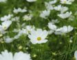 Checklist voor de tuin week 19: Cosmos bipinnatus
