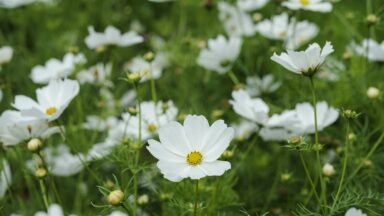 Checklist voor de tuin week 19: Cosmos bipinnatus