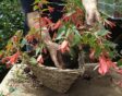 hanging basket maken