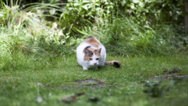 Ketten verjagen uit de tuin