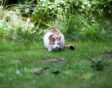 Kat op gazon sluipt naar iets toe