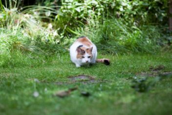 Kat op gazon sluipt naar iets toe