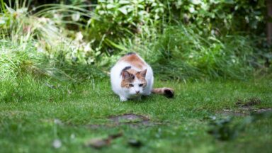 Kat op gazon sluipt naar iets toe