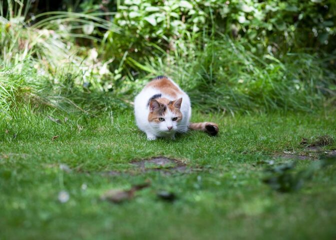 Kat op gazon sluipt naar iets toe