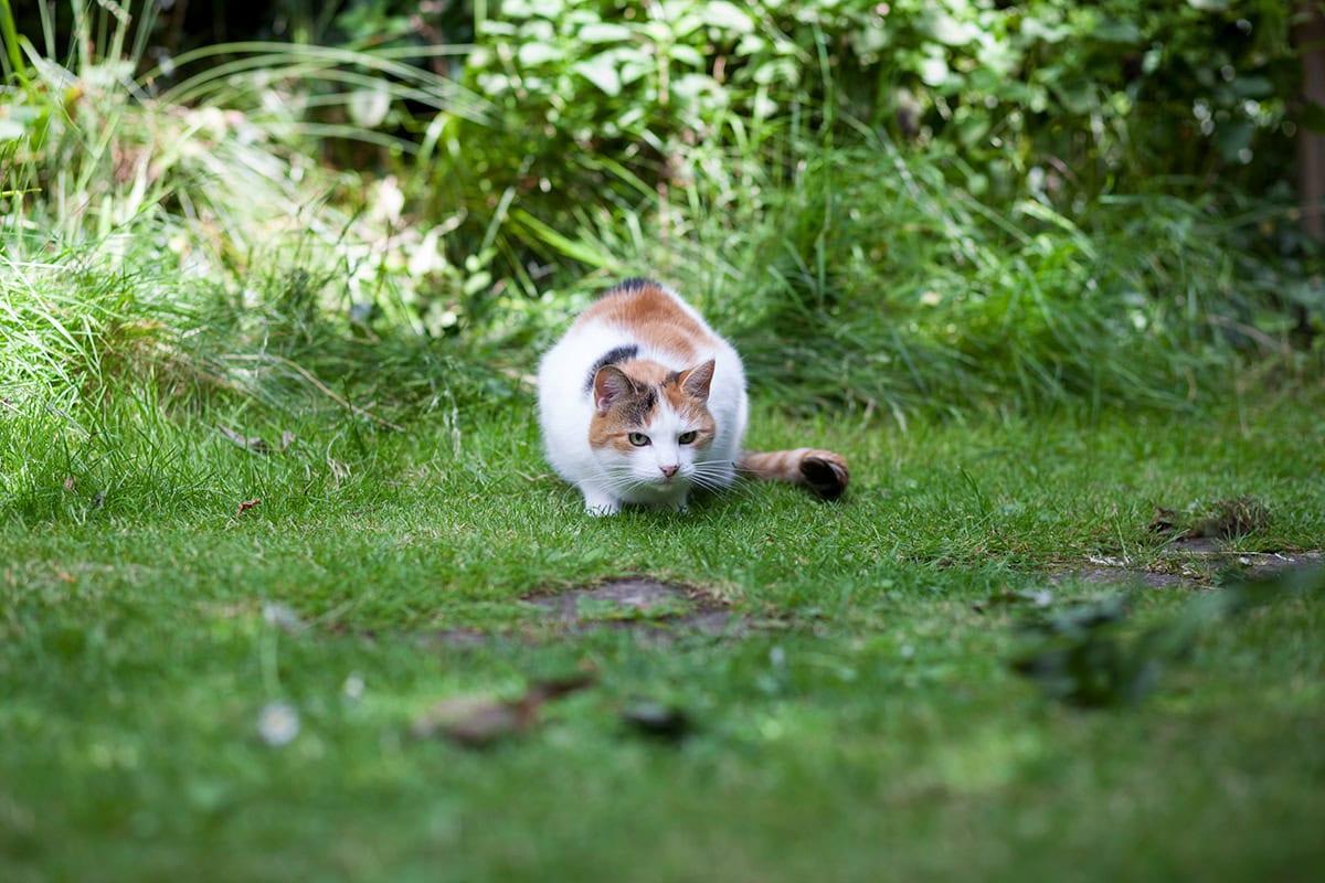 Kat op gazon sluipt naar iets toe