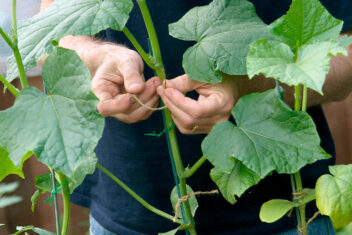 komkommer kweken in kas