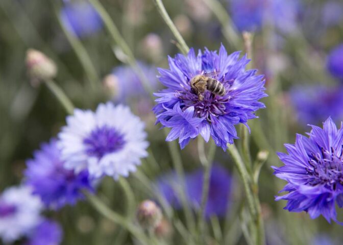Korenbloemen zaaien (Centaurea cyanus)