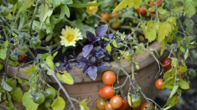 Tomaten kweken in pot