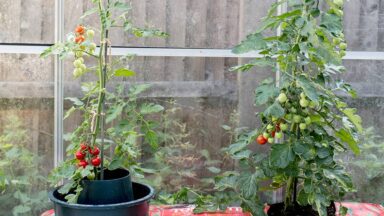 Tomaten kweken met ringcultuur