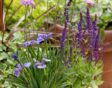 Vaste planten in bloembakken