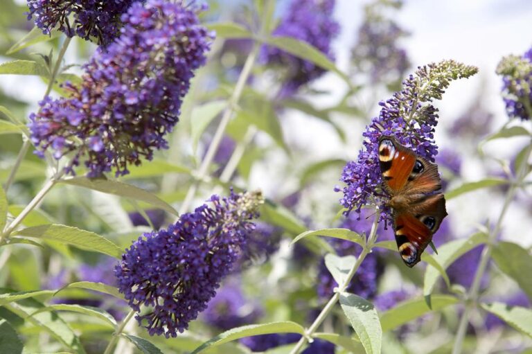 Vlindertuin maken? Zó lok je nog veel meer vlinders - Gardeners World