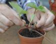 aardbeien uitlopers planten