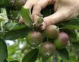 Vroegtijdig afvallen van appels