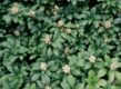 Groen blad en witte bloemetjes van Pachysandra terminalis