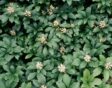 Groen blad en witte bloemetjes van Pachysandra terminalis