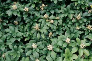 Groen blad en witte bloemetjes van Pachysandra terminalis