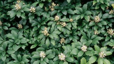 Groen blad en witte bloemetjes van Pachysandra terminalis