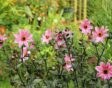 Dahlia 'Magenta Star'
