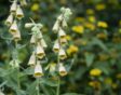 vingerhoedskruid planten