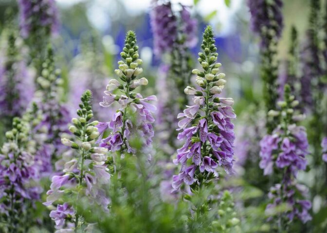 Digitalis purpurea